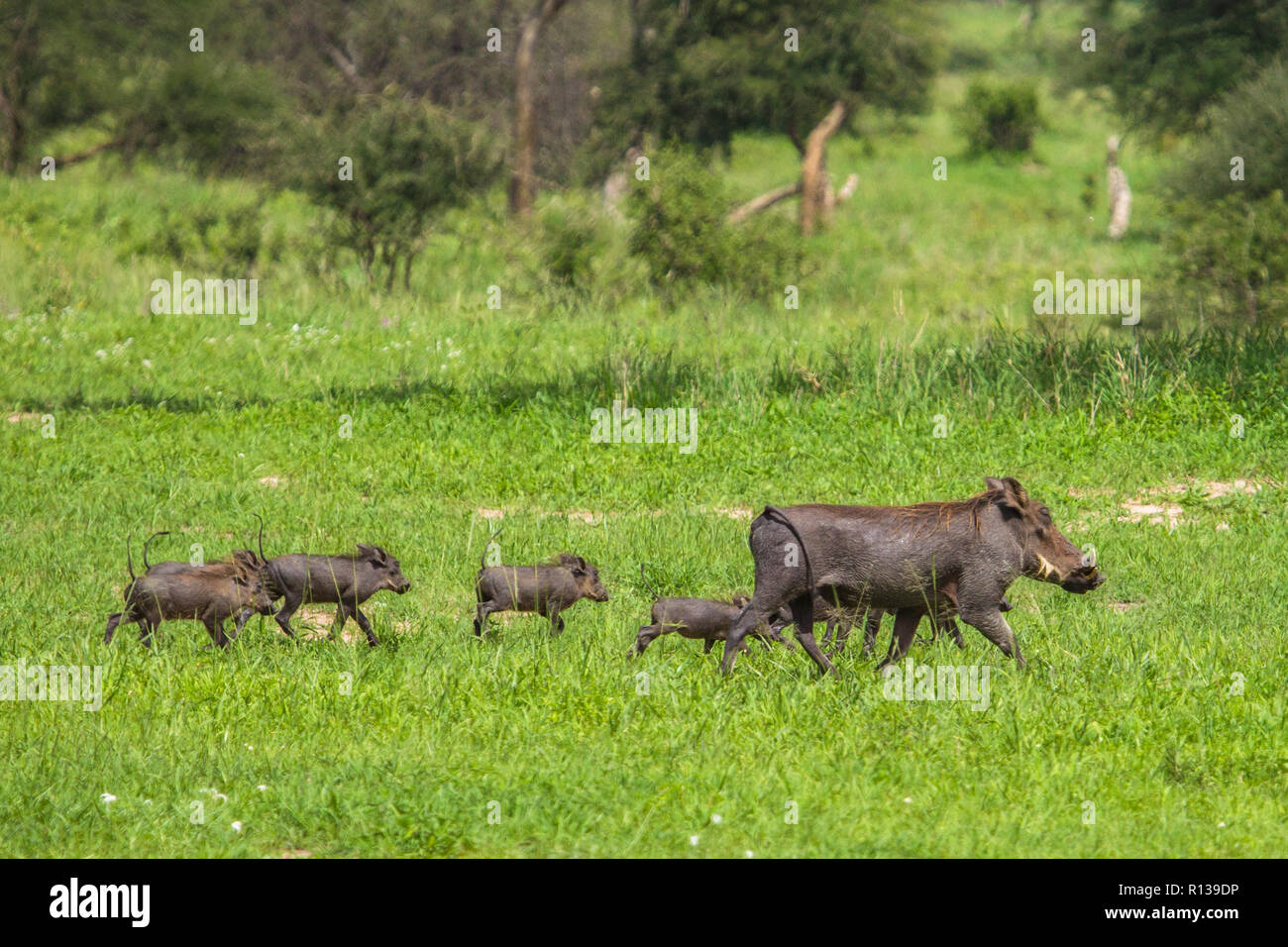 Warzenschweine im Tarangire Nationalpark, Tansania. Stockfoto