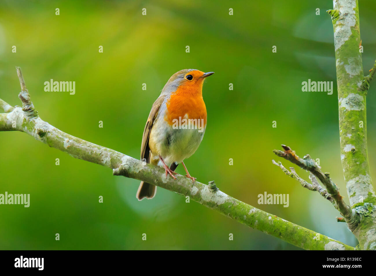 Europäische Robin (Erithacus Rubecula) Gesang in Sonnenstrahlen Sonnenlicht während der Paarungszeit im Herbst Stockfoto