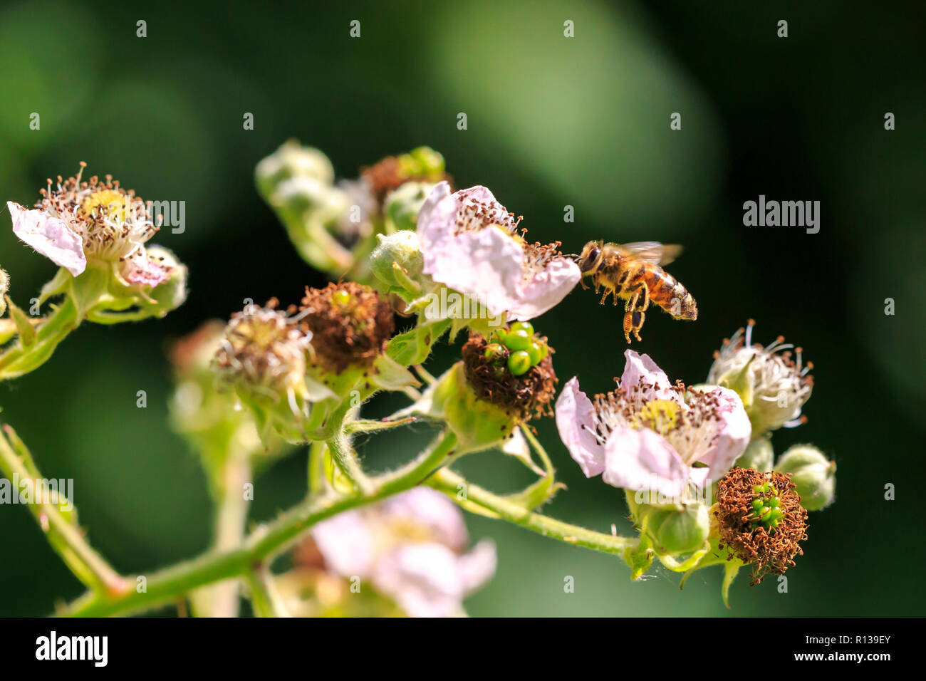 Nahaufnahme eines westlichen Honigbiene oder der Europäischen Honigbiene (Apis mellifera) Fütterung Nektar der Blumen Stockfoto
