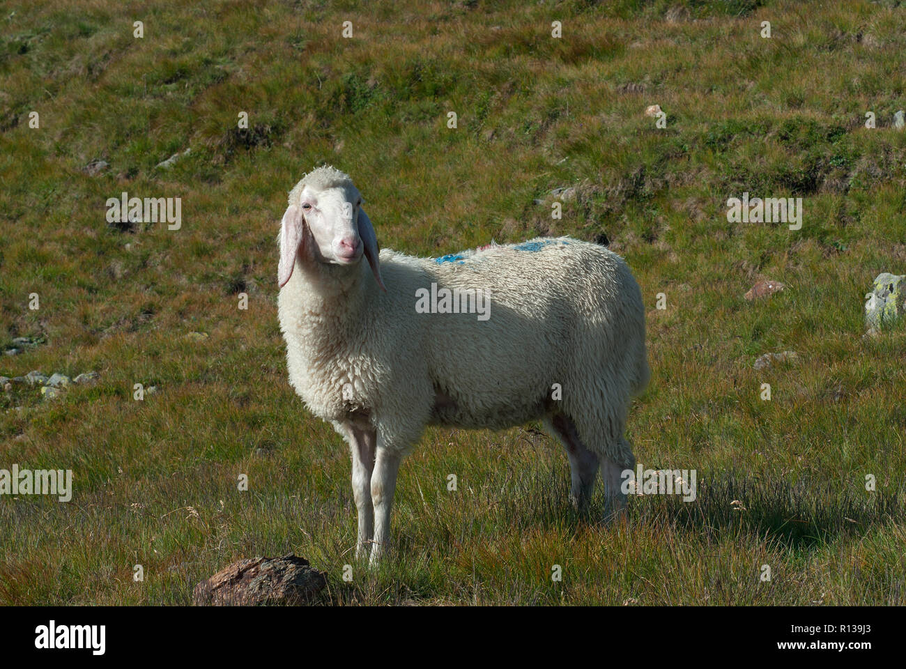 Schafe in Val Sarentino, Trentino-Südtirol, Italien Stockfoto