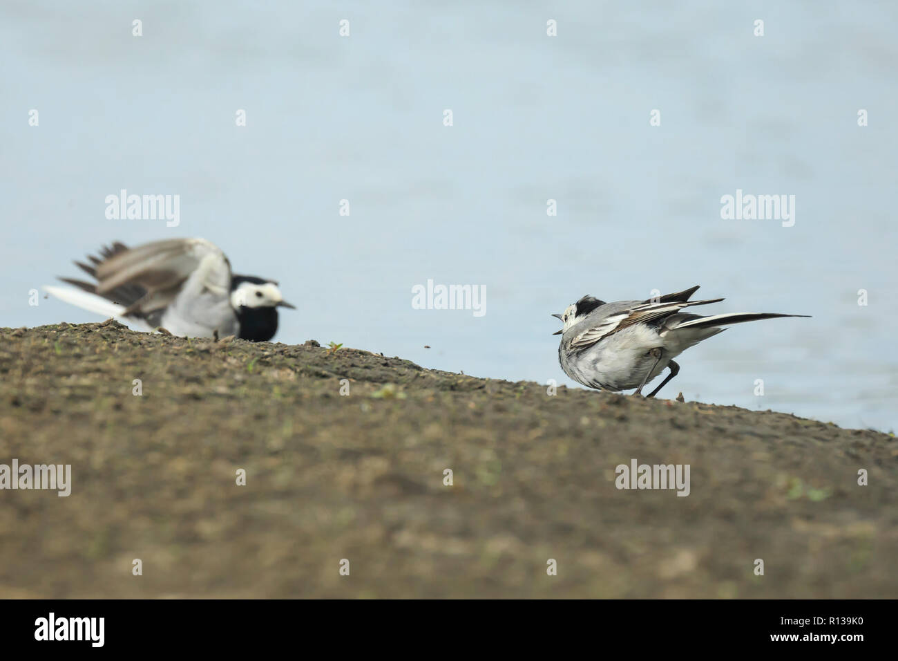 Zwei weiße Vögel Bachstelze (Motacilla alba) Kampf um Territorien. Ein Vogel mit weißen, grauen und schwarzen Federn. Die Bachstelze ist der Nationalvogel o Stockfoto