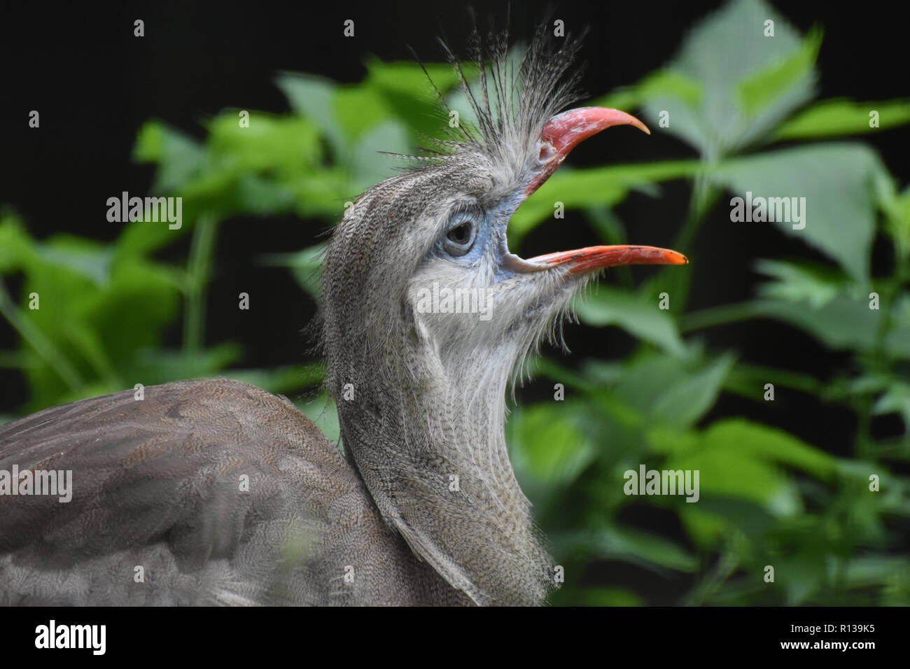 Red Crested legged seriema mit seinem Schnabel zu öffnen. Stockfoto