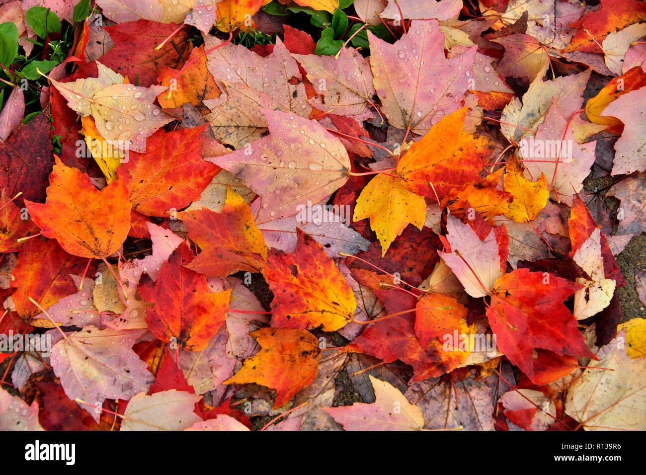 Eine enge yp Bild von einer Decke von bunten Ahorn Blätter, die im Herbst in Atlantik Kanada in der Nähe von Sussex neue Bru gefallen sind Stockfoto