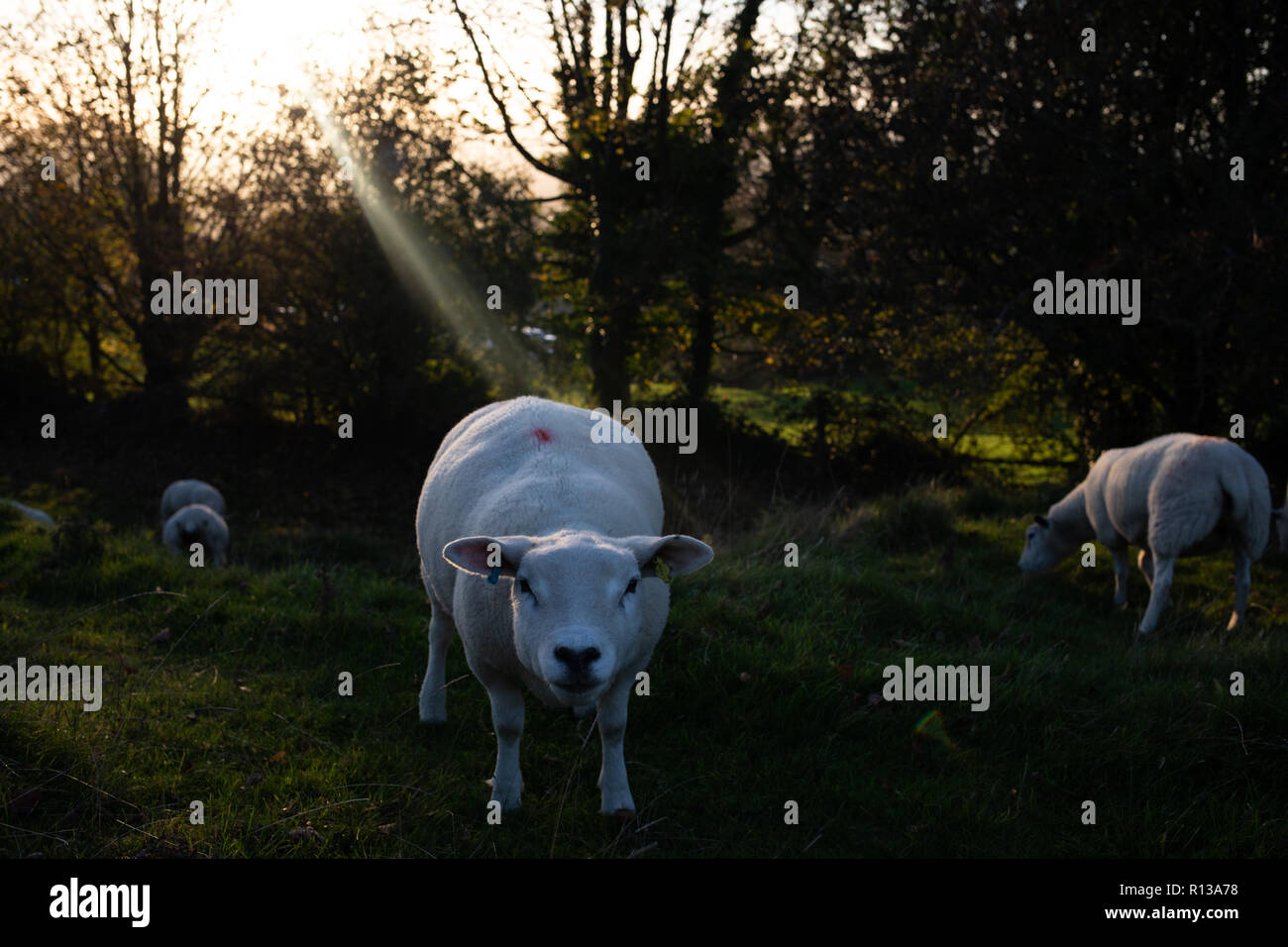 Schafe auf Cleeve Hill, Cheltenham Stockfoto