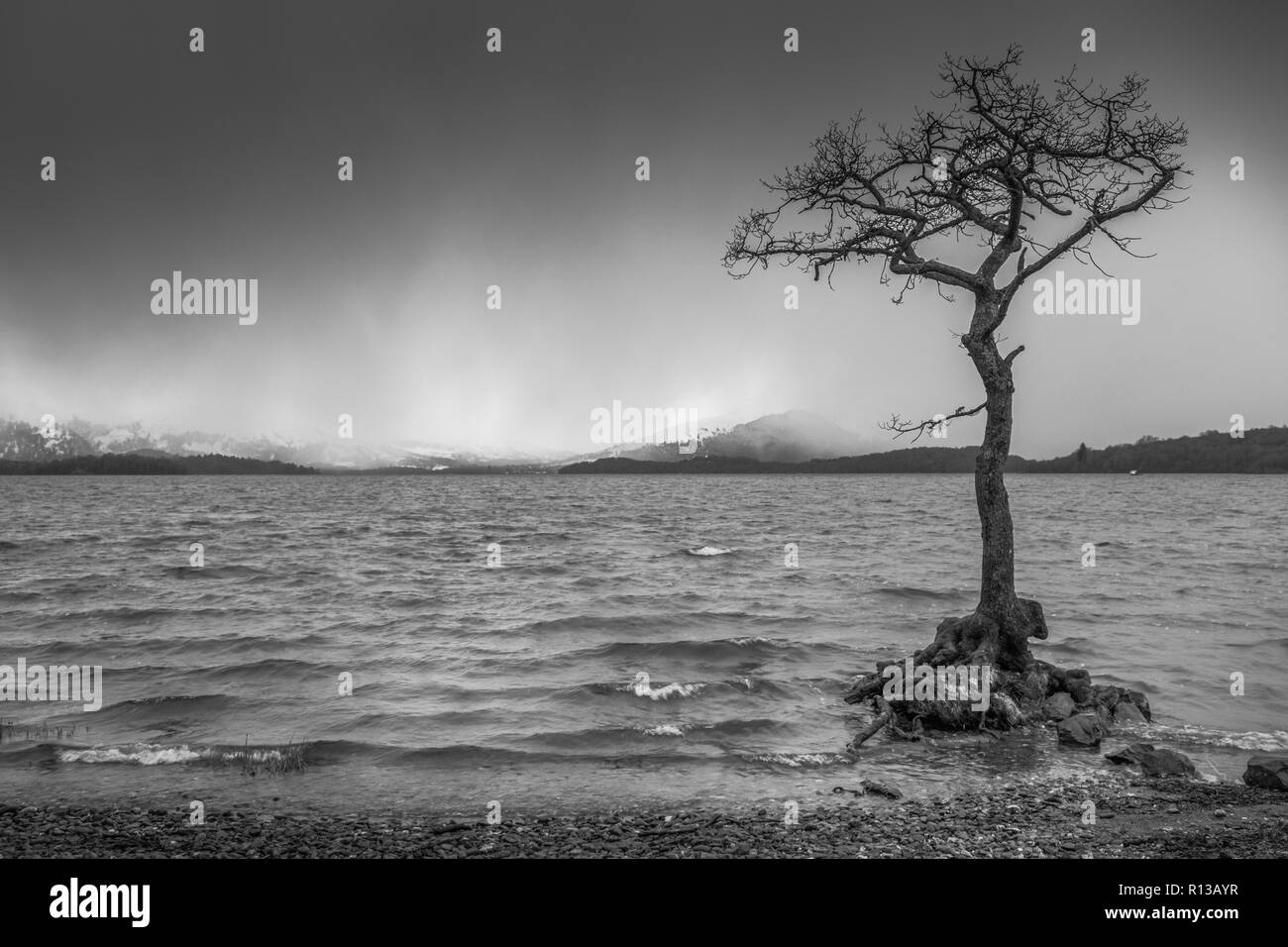 Der stürmische Baum Stockfoto