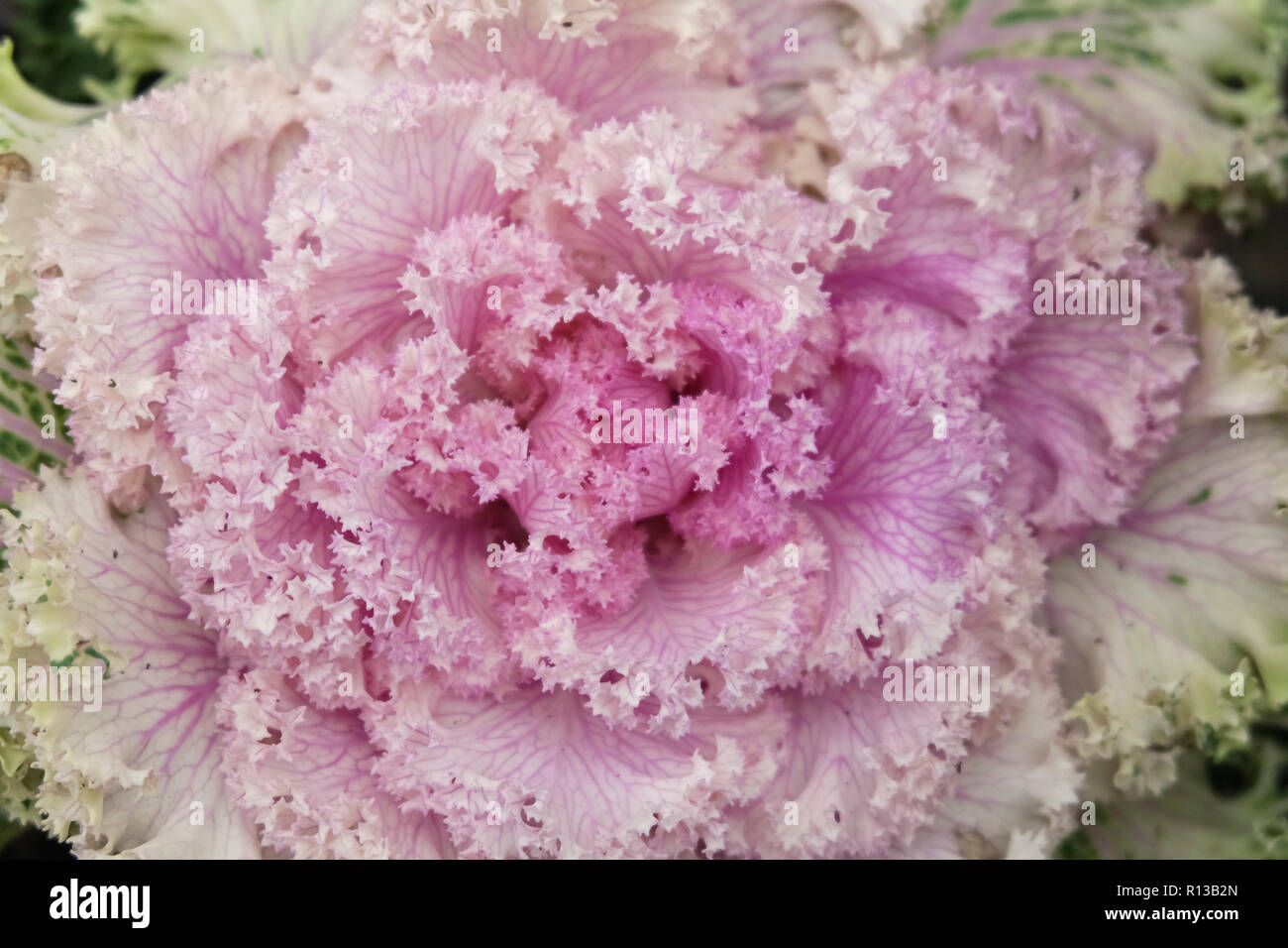 Nahaufnahme von Blassrosa Zierpflanzen Kale Stockfoto