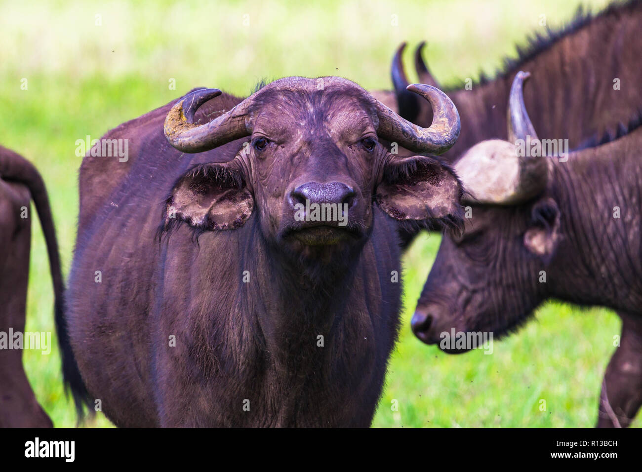 Buffalo bei Ngorongro Krater Conservation Area. Tansania. Stockfoto