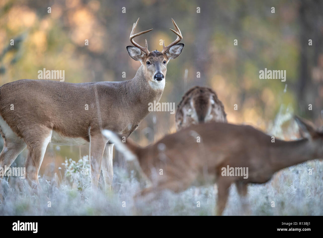 Ein Bock whitetail Deer watching eine Damhirschkuh im Vordergrund. Stockfoto