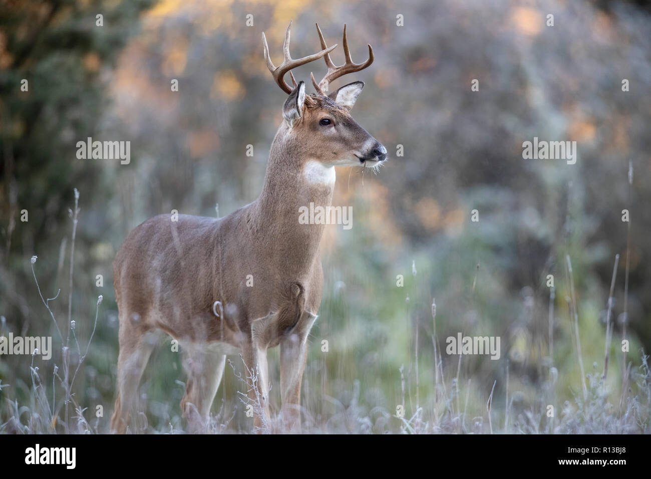 https://c8.alamy.com/compde/r13bj8/eine-warnung-buck-whitetail-deer-in-der-ferne-suchen-r13bj8.jpg