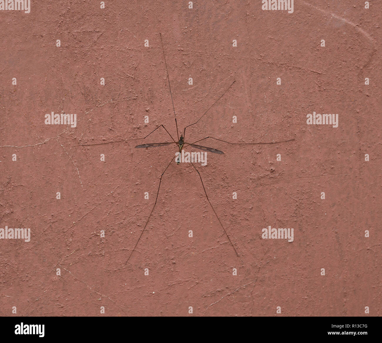 Übergroße Mücke auf rote Wand Stockfoto