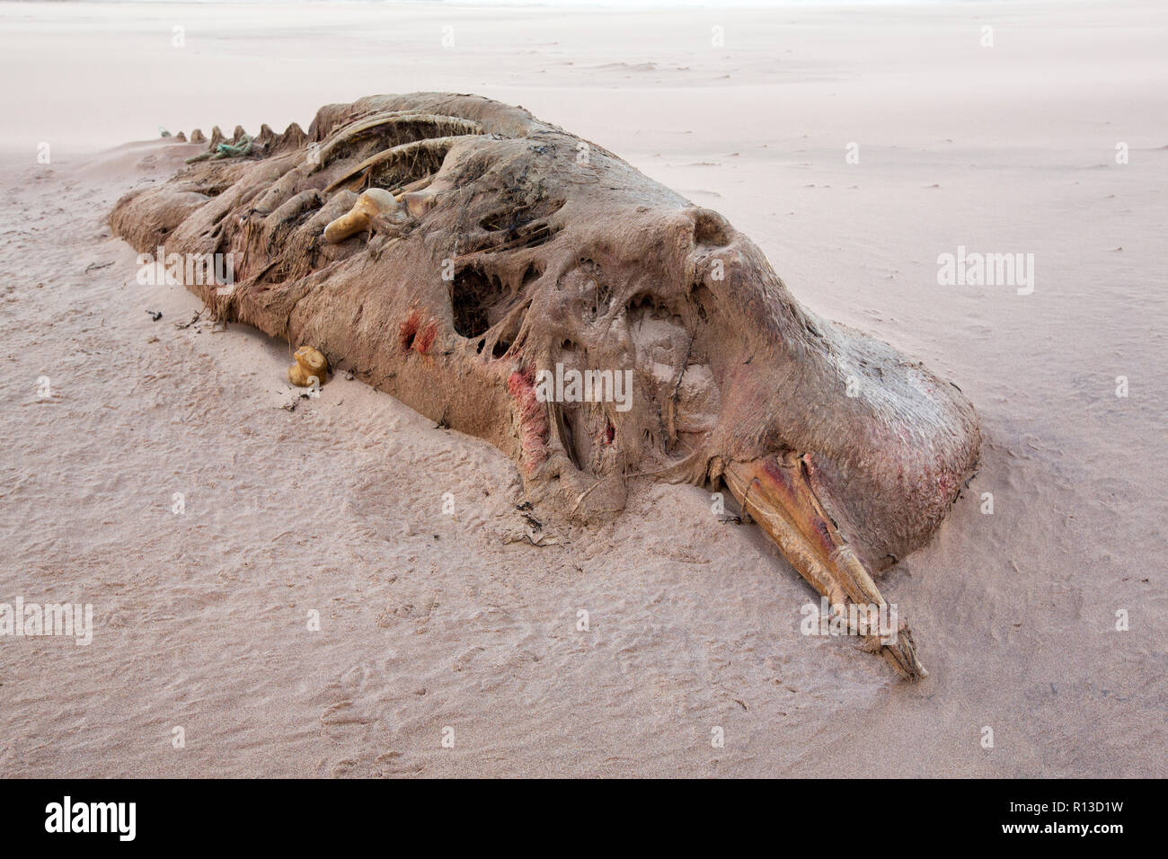 Einen kleinen toten Wal gewaschen an Land an Sandwood Bay, Sutherland, North West Highlands, Schottland. Stockfoto