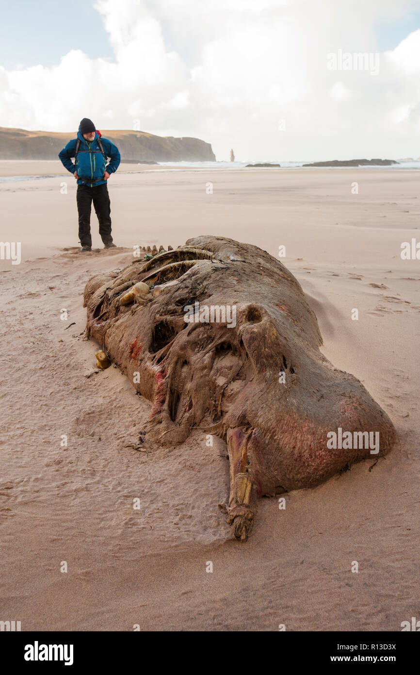 Einen kleinen toten Wal gewaschen an Land an Sandwood Bay, Sutherland, North West Highlands, Schottland. Stockfoto