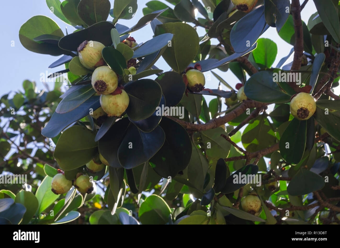 Clusia rosea, das autogramm Baum, copey, Balsam Apple, Apple, und Scotch Rechtsanwalt, ist ein tropischen und subtropischen Pflanzenarten der Gattung Clu Stockfoto