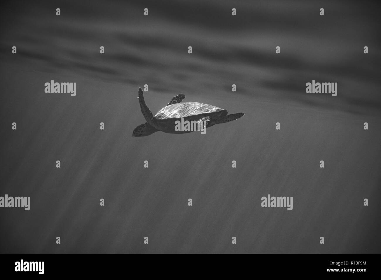 Tauchen tief Stockfoto