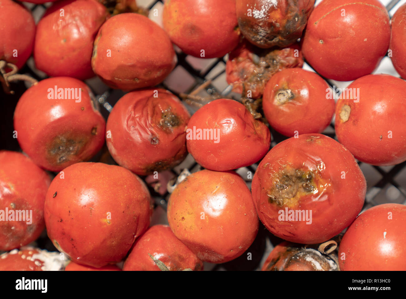 Viele faule Tomaten in Kunststoffbox, Hintergrund, mit Schimmel closeup abgedeckt Stockfoto