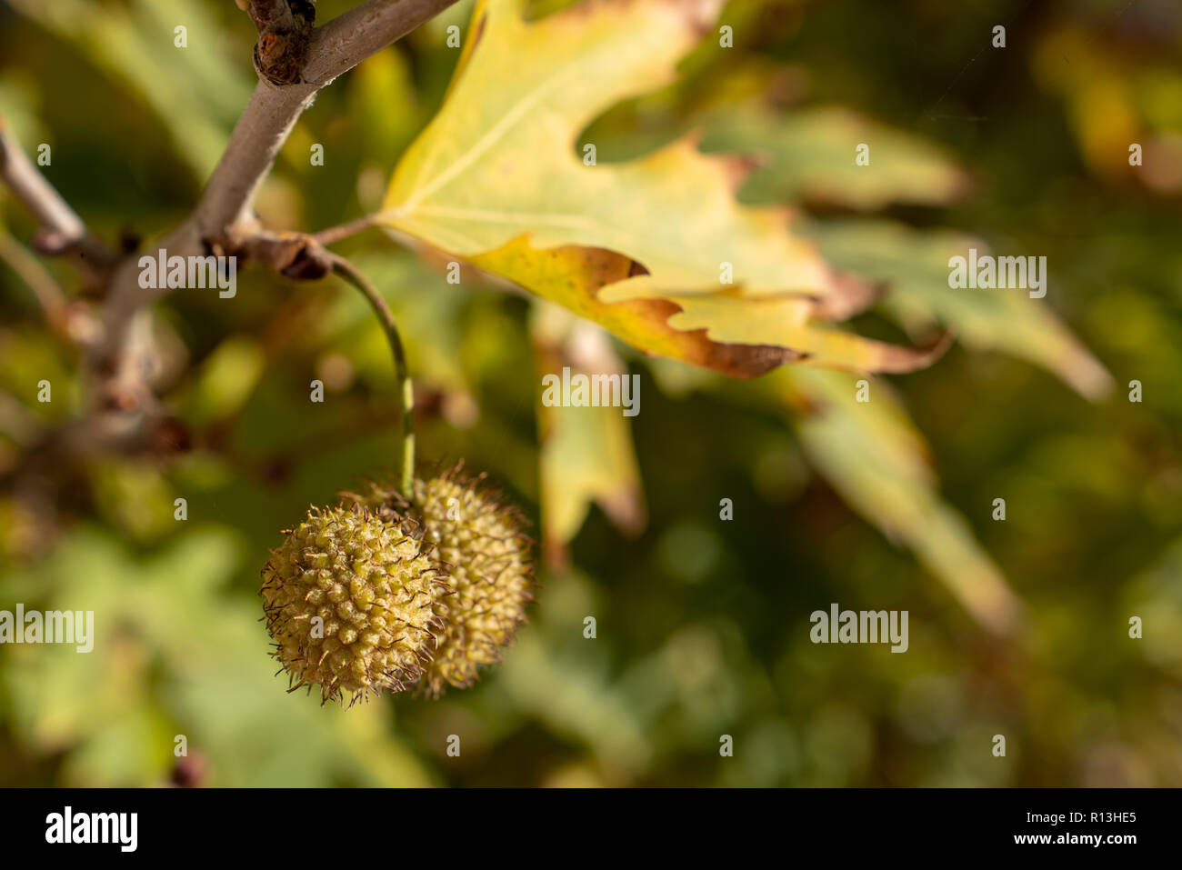 Goldener Herbst Blätter der Bäume und Früchte auf den Ästen des Baumes an der Goldenen Stunde. Schönen Herbst Hintergrund, Sonnenuntergang Gegenlicht und Bokeh. Stockfoto Goldener Herbst Blätter der Bäume und Früchte auf den Ästen des Baumes an der Goldenen Stunde. Schönen Herbst Hintergrund, Sonnenuntergang Gegenlicht und Bokeh. Stockfoto