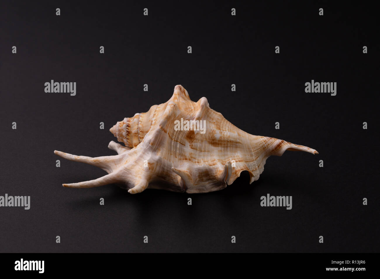 Marine räuberischen Schnecke, Venus Kamm oder Murex pecten auf schwarzem Hintergrund Stockfoto