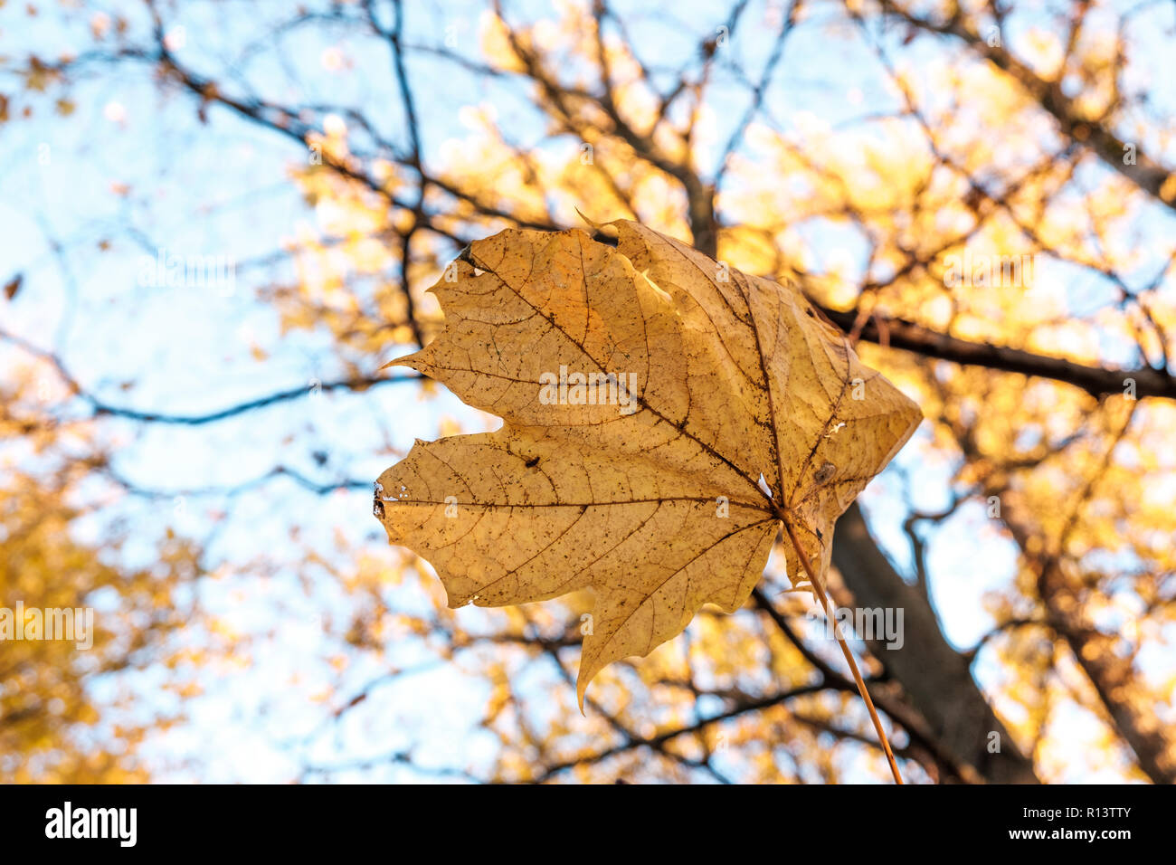 Maple Leaf gegen den Hintergrund der Äste und Himmel Stockfoto