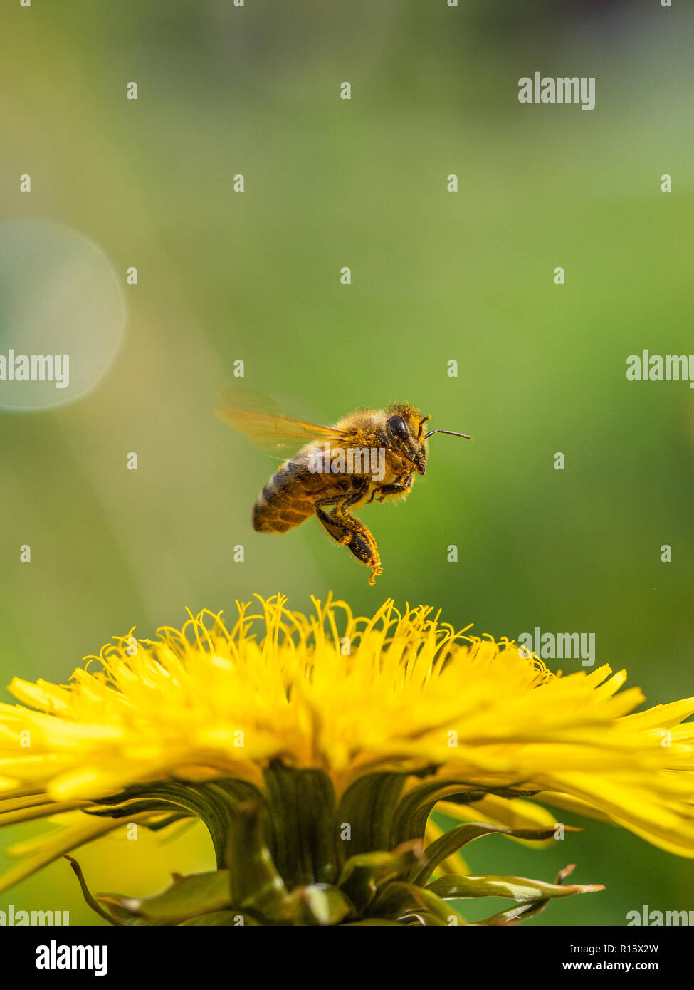 Honey Bee Stockfoto