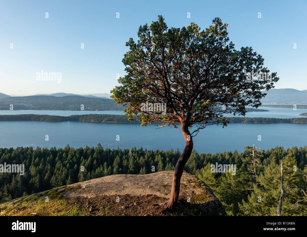 Eine Arbutus Baum in Bodega Ridge Provincial Park mit Blick auf den Kanal auf Trincomali Galiano Island, British Columbia, Kanada. Stockfoto