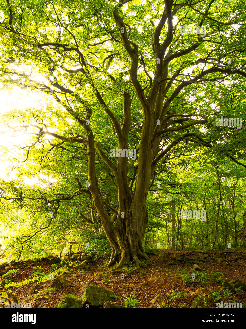 Baum des Lebens Stockfoto