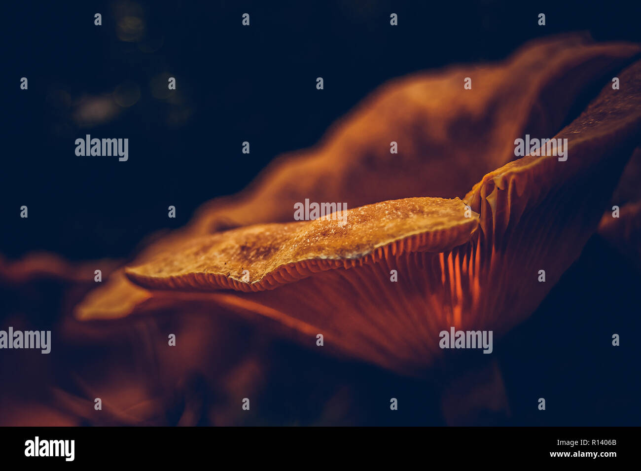 Essbarer Pilz aus der glühenden Sonne. Nahaufnahme eines Pilzes in der Tierwelt. Stockfoto