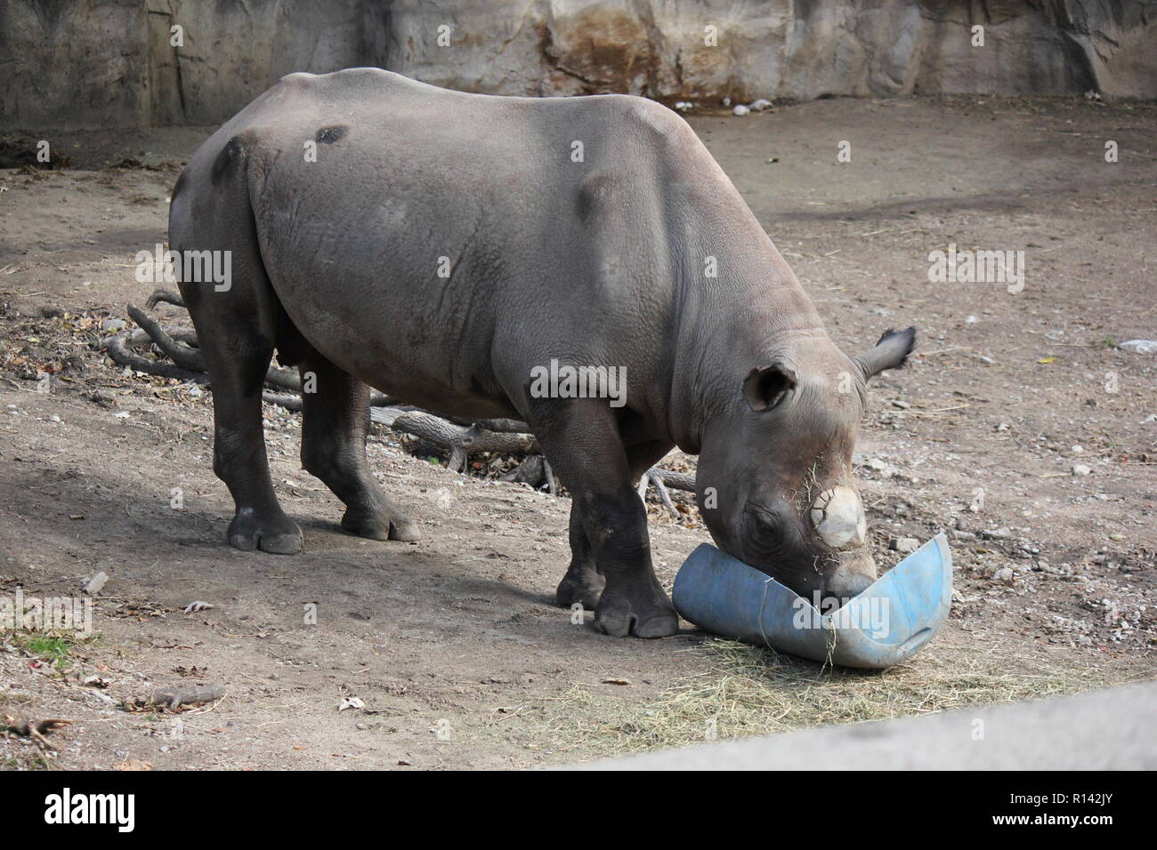 Das schwarze Nashorn, das Nashorn mit Hakenlippen, Diceros bicornis ...
