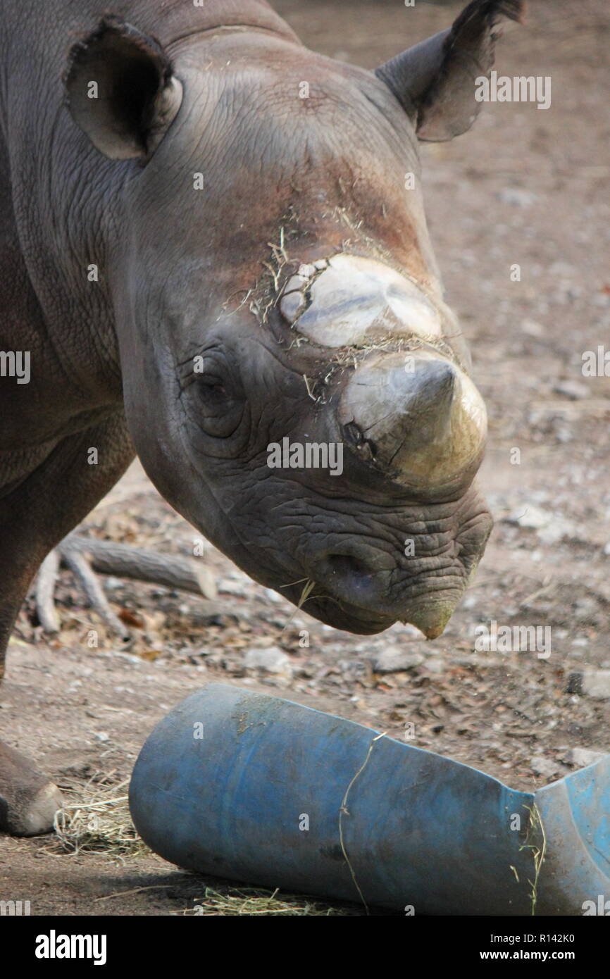 Das schwarze Nashorn, das Nashorn mit Hakenlippen, Diceros bicornis, das um seinen Tierhalter herumläuft. Stockfoto