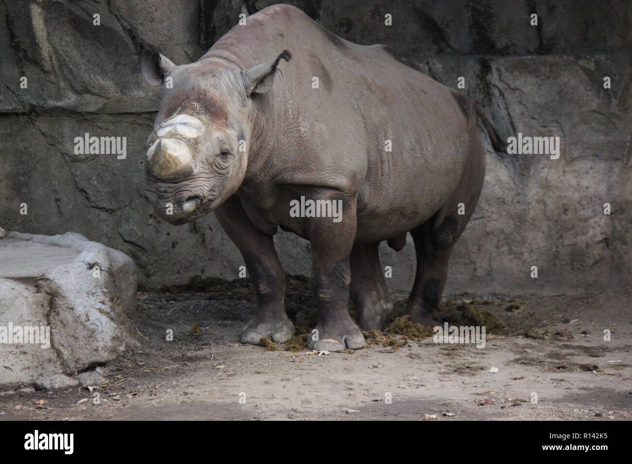 Das schwarze Nashorn, das Nashorn mit Hakenlippen, Diceros bicornis