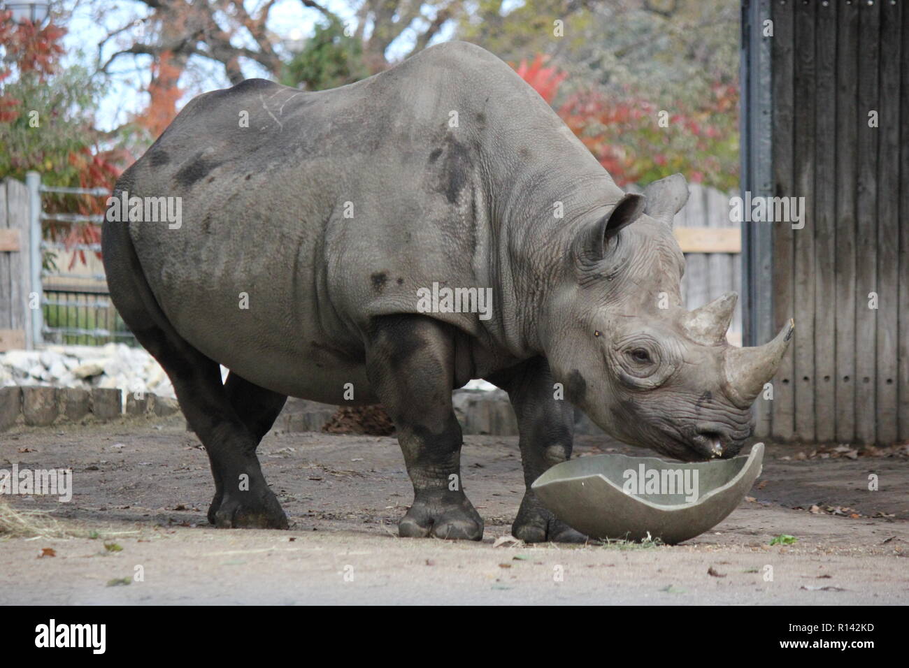 Das schwarze Nashorn, das Nashorn mit Hakenlippen, Diceros bicornis