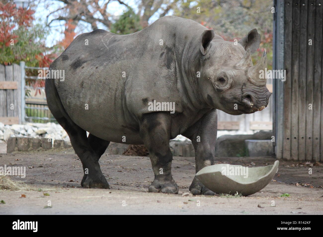 Das schwarze Nashorn, das Nashorn mit Hakenlippen, Diceros bicornis