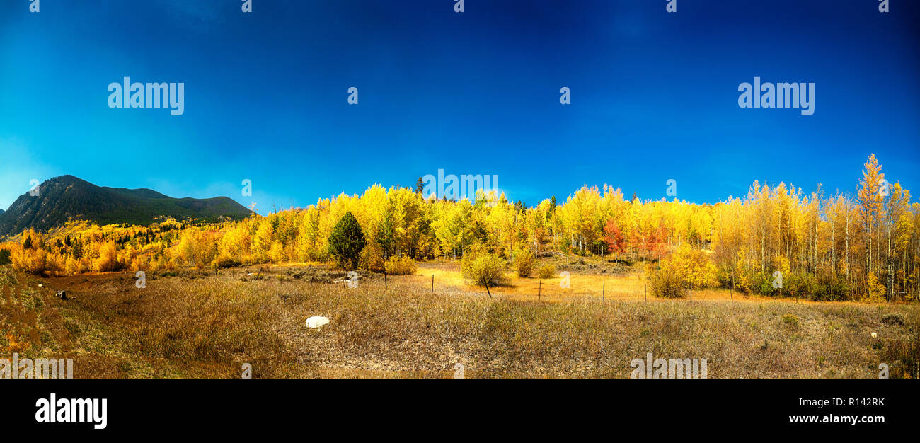 Panoramablick auf Herbst Espen in Summit County, Colorado Stockfoto