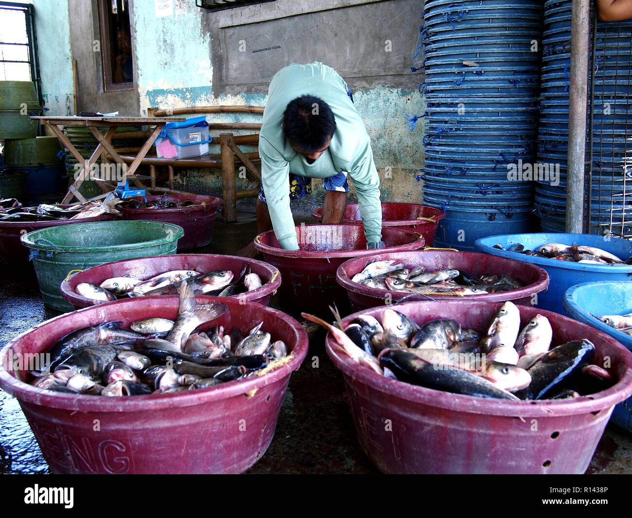 BINANGONAN, Rizal, Philippinen - 8. NOVEMBER 2018: Ein Fisch Hafen und Markt Arbeiter trennt und bringt frischen Fisch in Behältnissen zum Verkauf bereit. Stockfoto