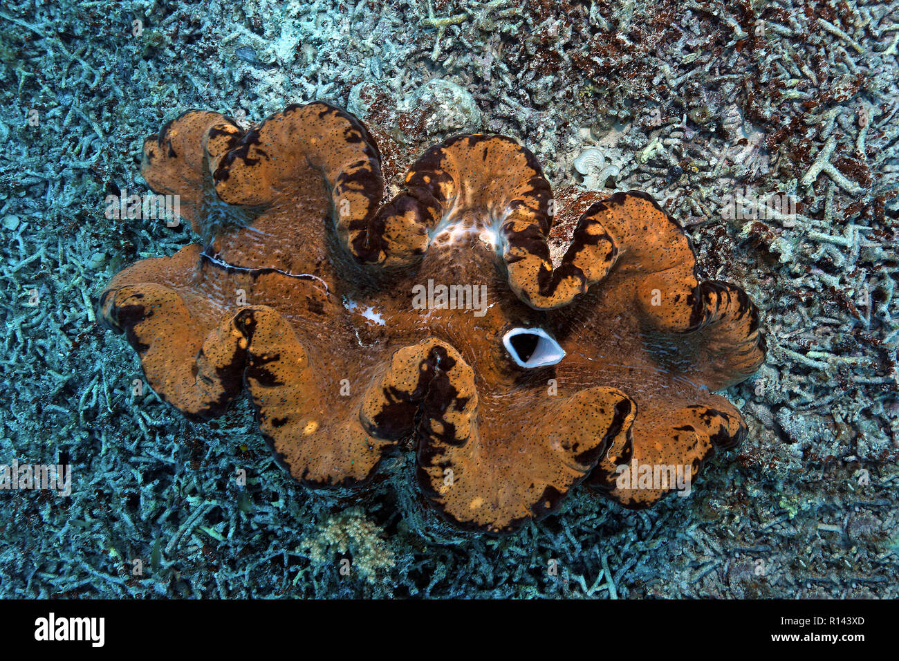 Wahre Riesenmuschel (Tridacna gigas) zerbrochener Korallen umgeben, Palau, Mikronesien Stockfoto