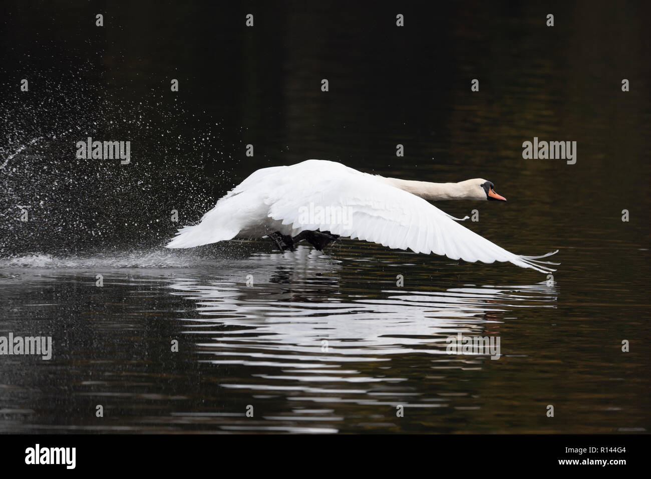 Schwan im Flug Landung auf einem Teich in Hampstead Heath in London mit seinem Flügel erweitert und ein Spritzen als Sie landet Stockfoto