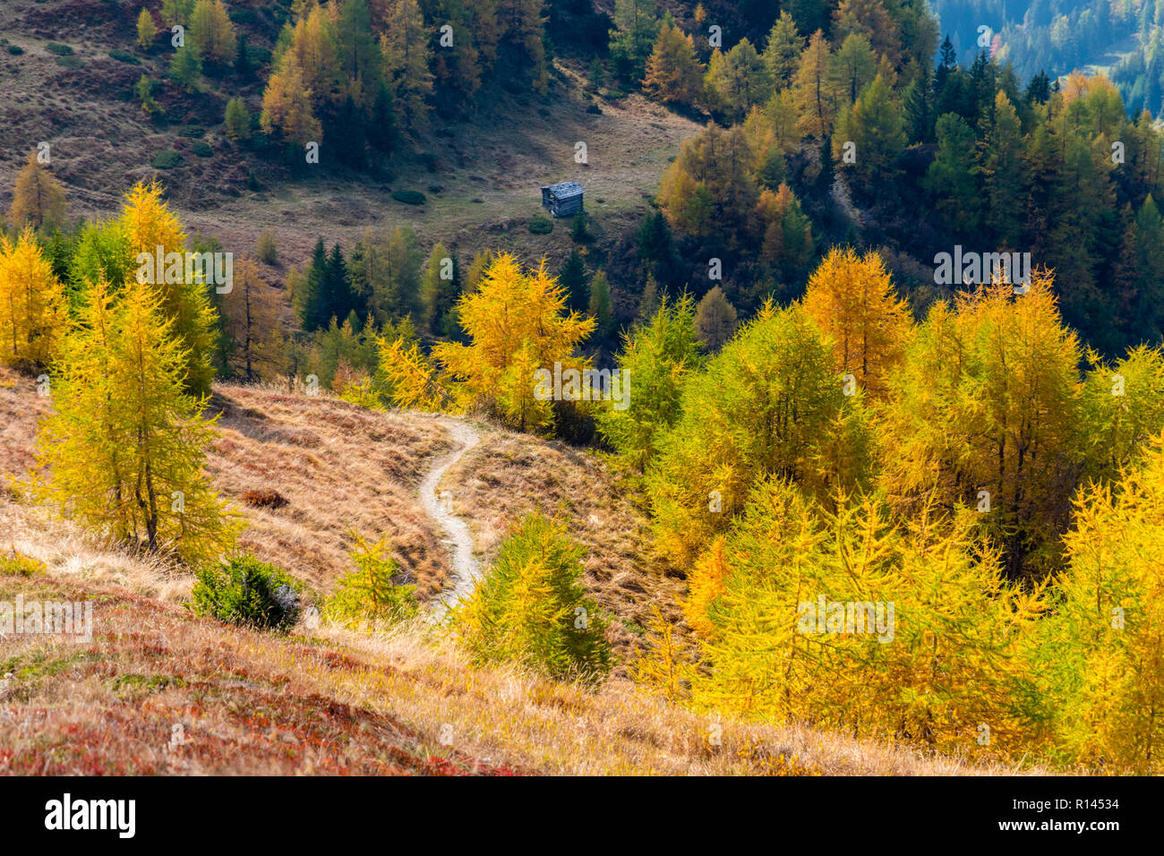 Alpines Wandern Weg unter den bunten Lärchen im Herbst, Grossglockner, Österreich Stockfoto