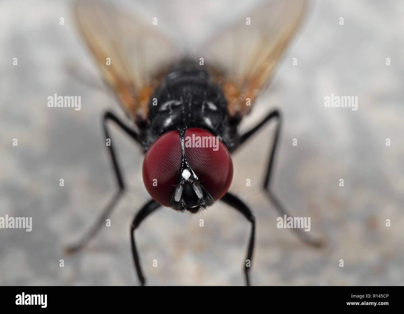 Makrofotografie von 12.00 Uhr auf dem Boden Fliegen Stockfoto