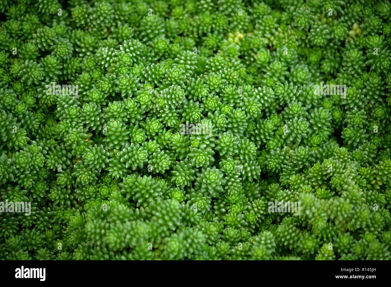 Crassulaceae sedum compactum Rose, kleine helle grüne Pflanzen mit feinen dicken Laub, eine Menge über das vollständige Foto, Hintergrund, Textur Stockfoto