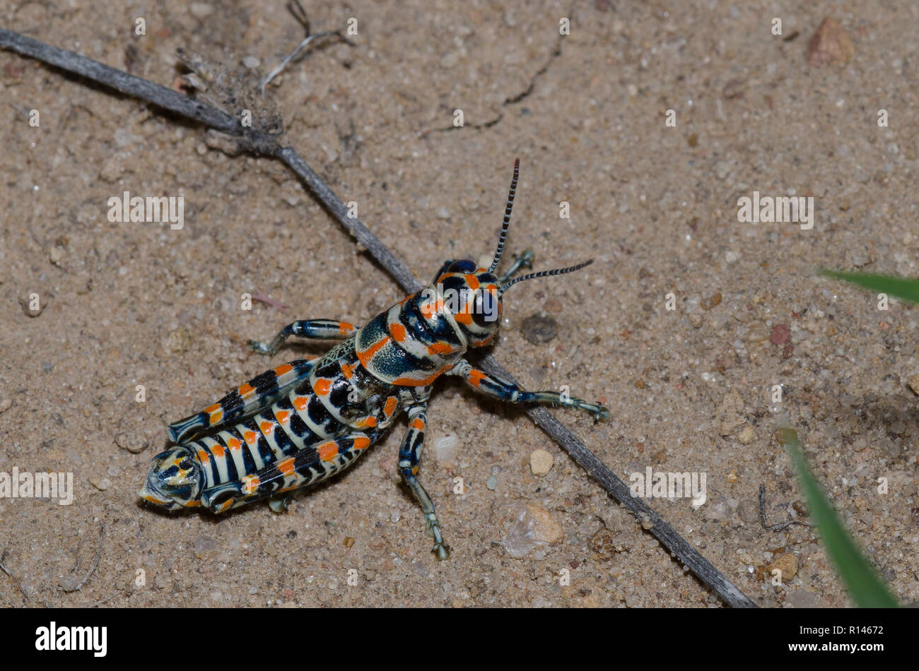 Rainbow Heuschrecke, Dactylotum bicolor Stockfoto