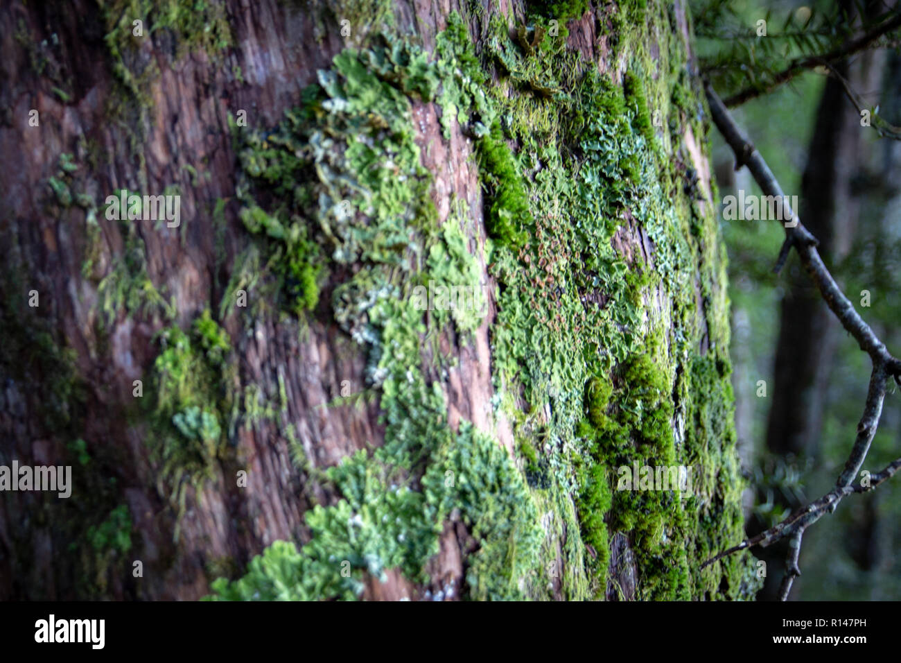 Flechten und Moose wachsen auf einen heimischen Baum im kühlen und schattigen Wald in Neuseeland Stockfoto