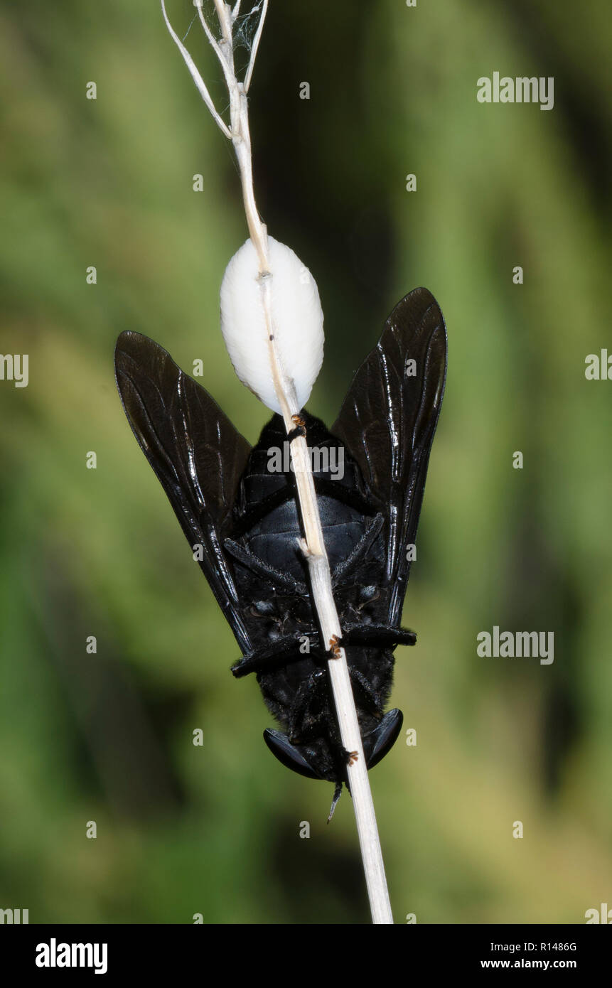 Schwarzes Pferd fliegen, Tabanus atratus, weiblichen ovipositing Stockfoto