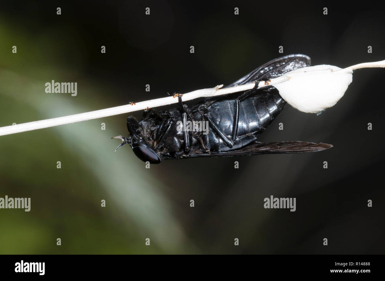 Schwarzes Pferd fliegen, Tabanus atratus, weiblichen ovipositing Stockfoto