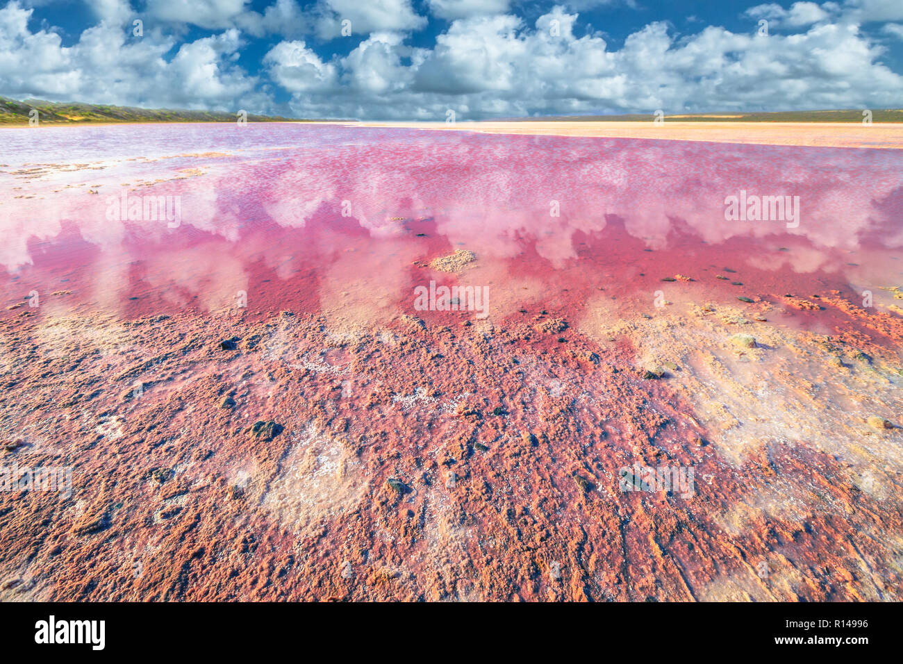 Malerische ufer Pink Salt Lake, Gregor in Western Australia. Blauer Himmel mit Wolken spiegeln sich in Hutt Lagoon zwischen Geraldton und Kalbarri, mit einem lebhaften Rosa Farbe, die für die Präsenz von Algen im Sommer Stockfoto