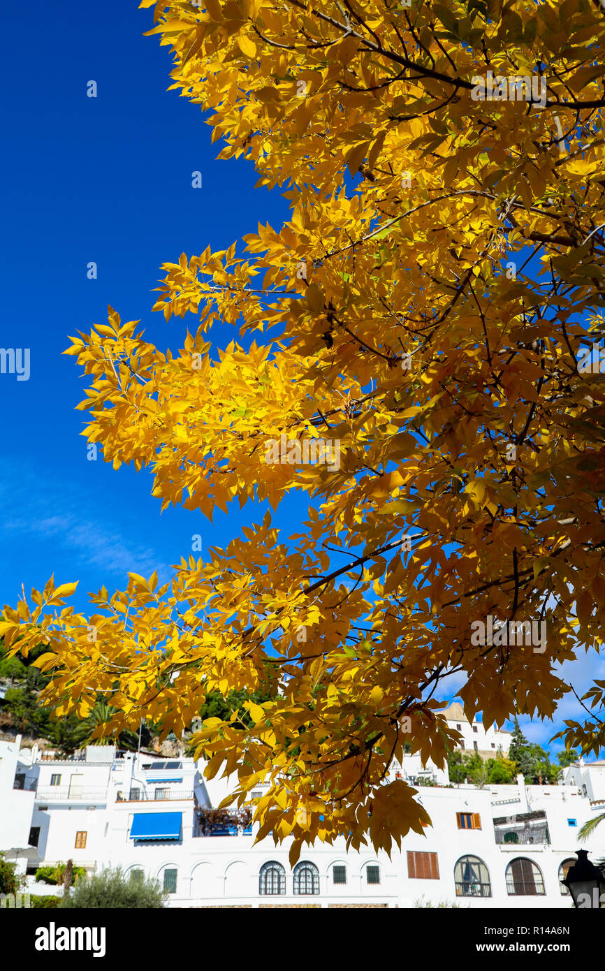Blauer Himmel und Baum in Frigiliana Spanien Stockfoto