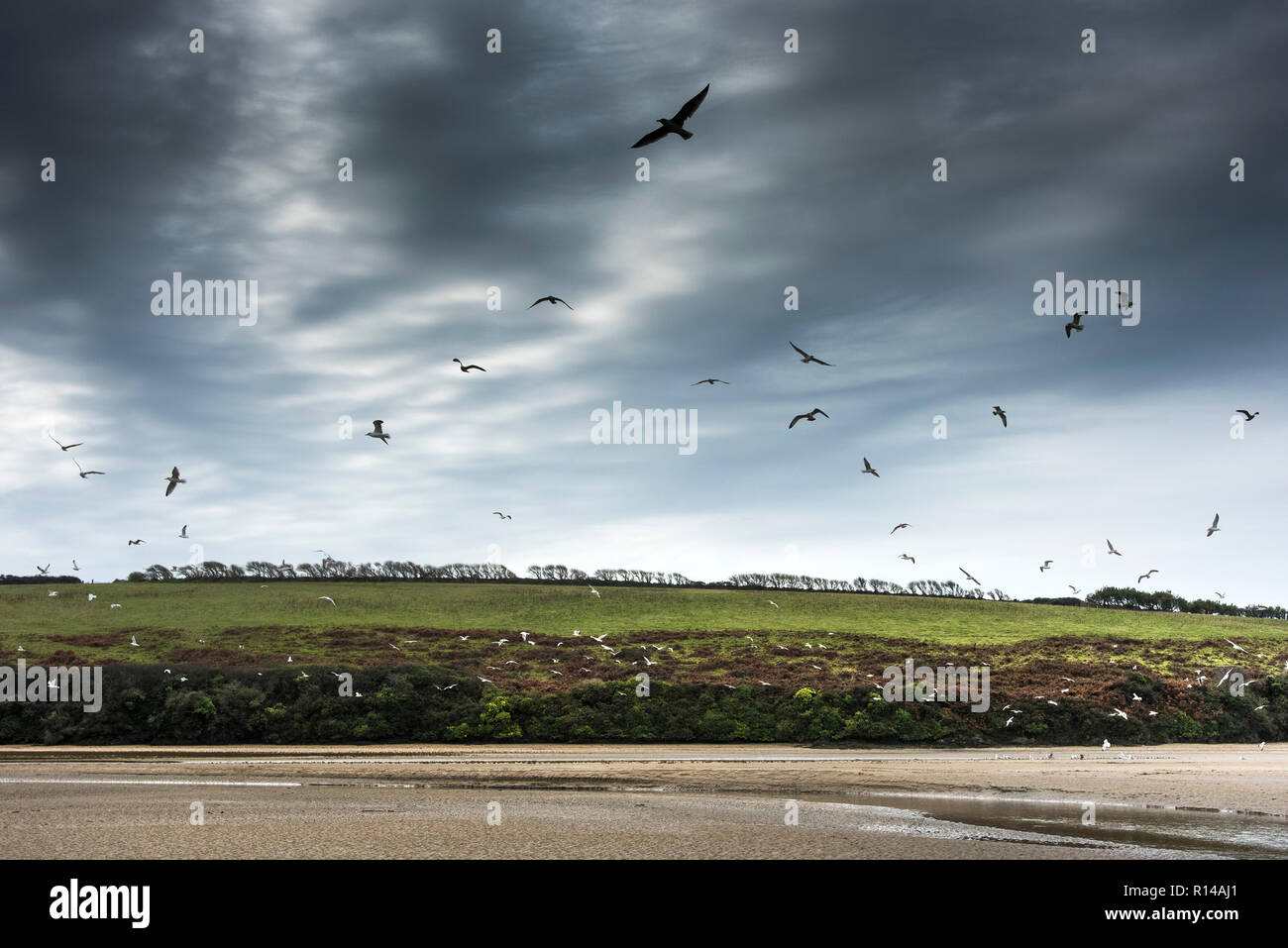 Eine Herde von Möwen fliegen iover Ebbe in der gannel Mündung in Newquay in Cornwall. Stockfoto