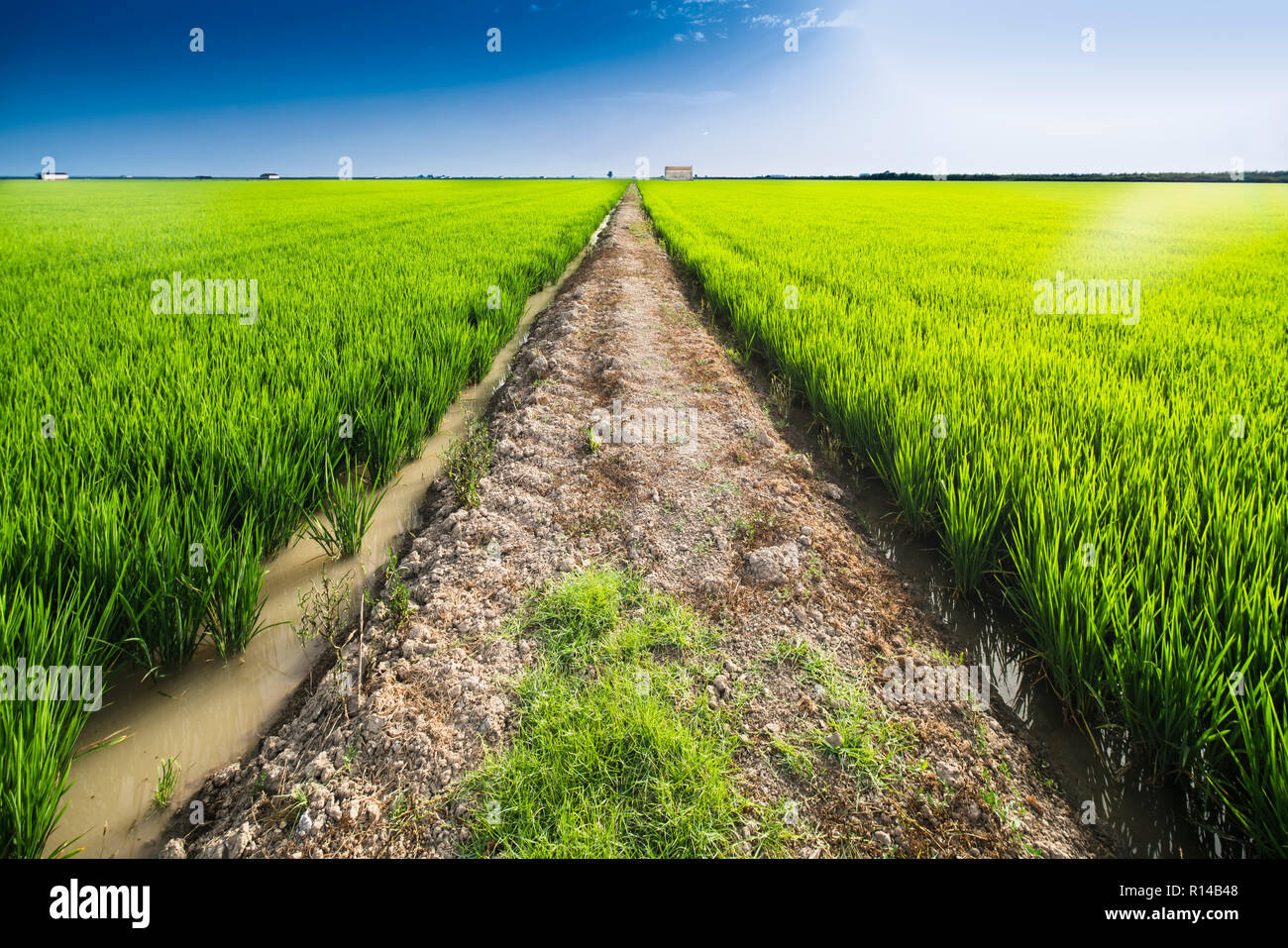 Pfad durch Reisfelder, Isla Mínima, La Puebla del Río, Sevilla, Spanien. Stockfoto