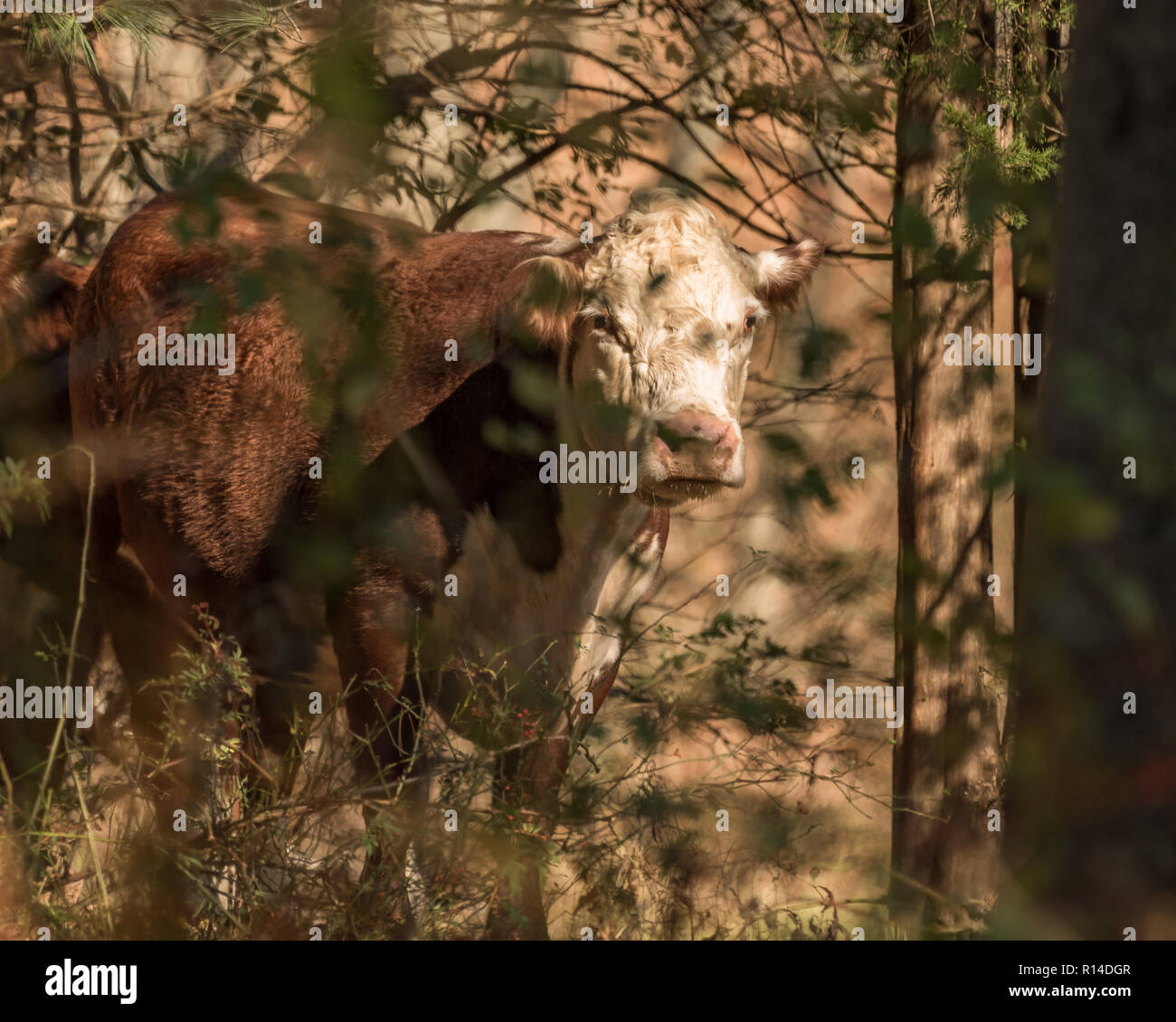 Hereford Rind und Kalb die Beweidung von Eicheln und Gras im herbstlichen Weide auf einem sonnigen, herbstlichen Tag in New England Holz Stockfoto