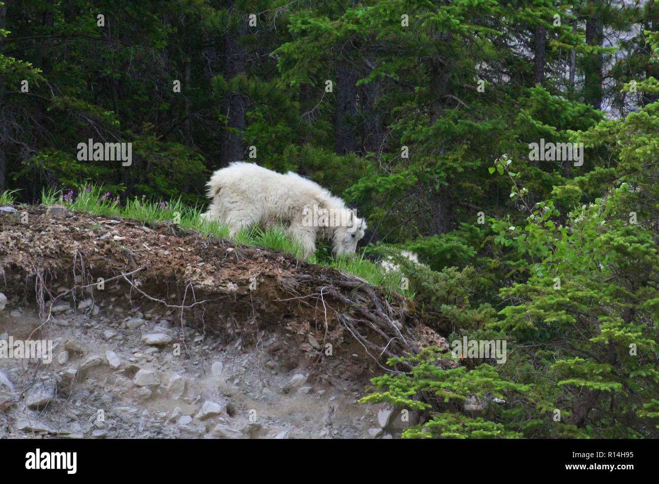 Die schneeziege (Oreamnos americanus), auch als die Rocky Mountain Goat genannt, ist eine große Huftiere Säugetier endemisch in Nordamerika. Stockfoto