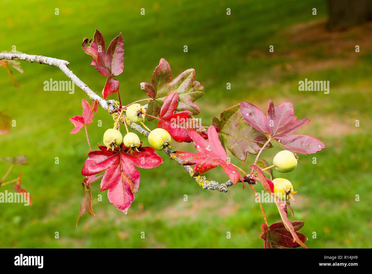 Ahorn blätterte Crab Apple tree zeigt Früchte und Blätter im Herbst. Malus trilobata Scots Guards. Stockfoto