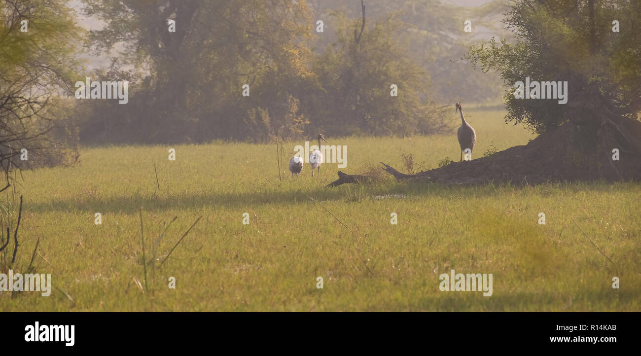 Bharatpur Vogelschutzgebiet, indische Saruskraniche, Stalking sumpfige, grünes Feld, für wässrige Insekten, Frösche, in Morgen, Rajasthan, Indien. Stockfoto